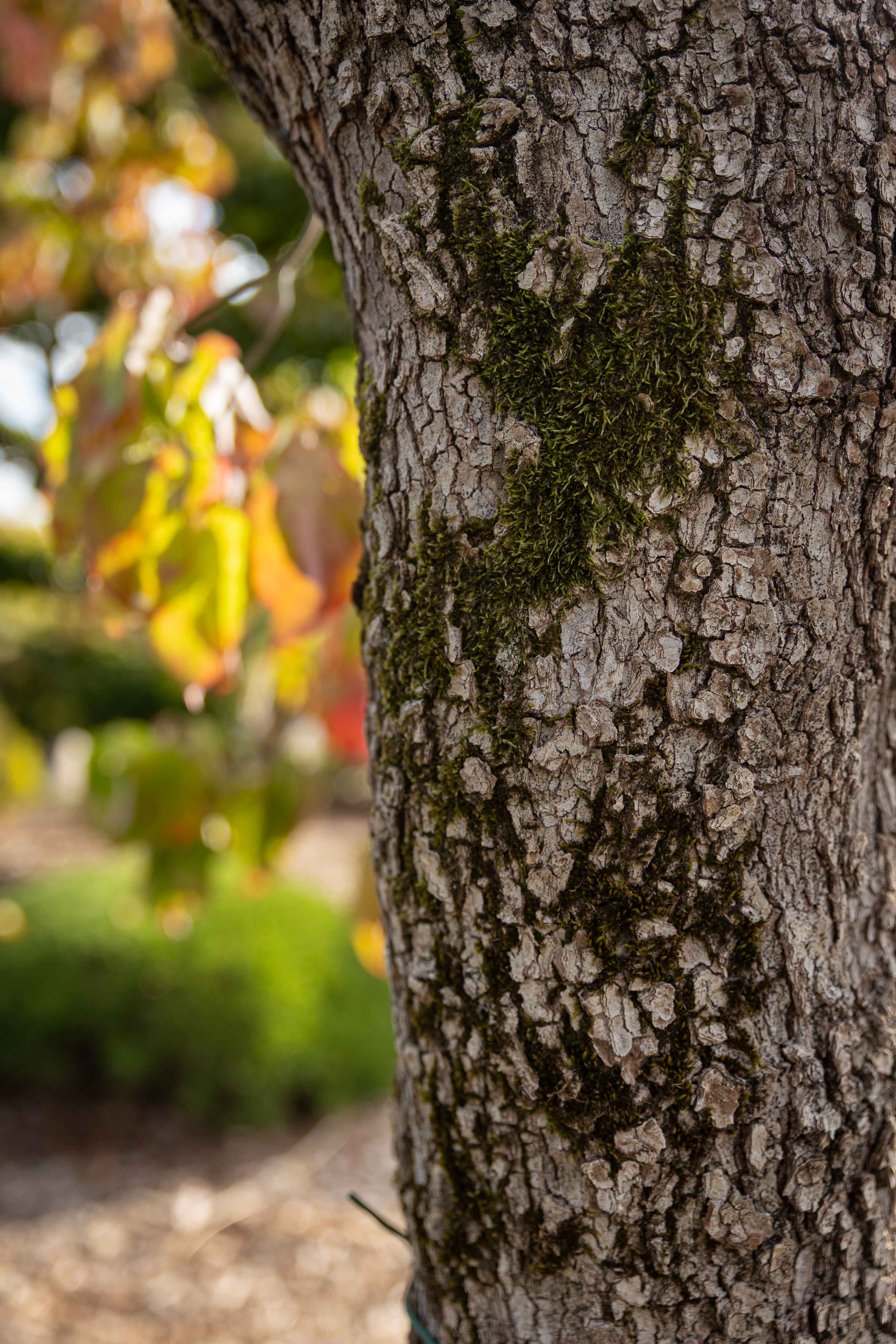 Cornus florida Unikat